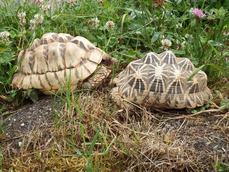 Indische Sternschildkröte, Geochelone elegans, – © Hans-Jürgen Bidmon