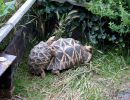 Burma-Sternschildkröte, Geochelone platynota, – © Hans-Jürgen Bidmon