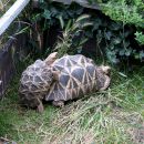 Burma-Sternschildkröte, Geochelone platynota, – © Hans-Jürgen Bidmon Burma-Sternschildkröte, Geochelone platynota, – © Hans-Jürgen Bidmon
