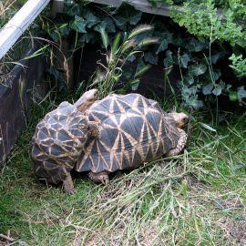 Burma-Sternschildkröte, Geochelone platynota, – © Hans-Jürgen Bidmon