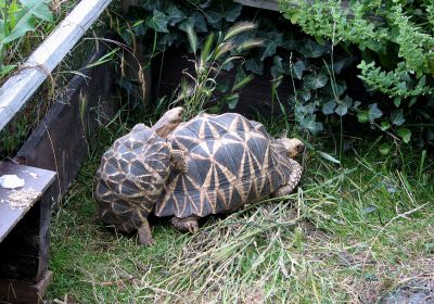 Burma-Sternschildkröte, Geochelone platynota, – © Hans-Jürgen Bidmon