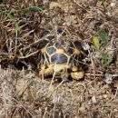 Burma-Sternschildkröte, Geochelone platynota, – © Ivo Ivanchev Burma-Sternschildkröte, Geochelone platynota, – © Ivo Ivanchev