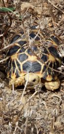 Burma-Sternschildkröte, Geochelone platynota, – © Ivo Ivanchev