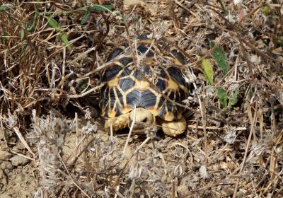 Geochelone platynota – Burma-Sternschildkröte