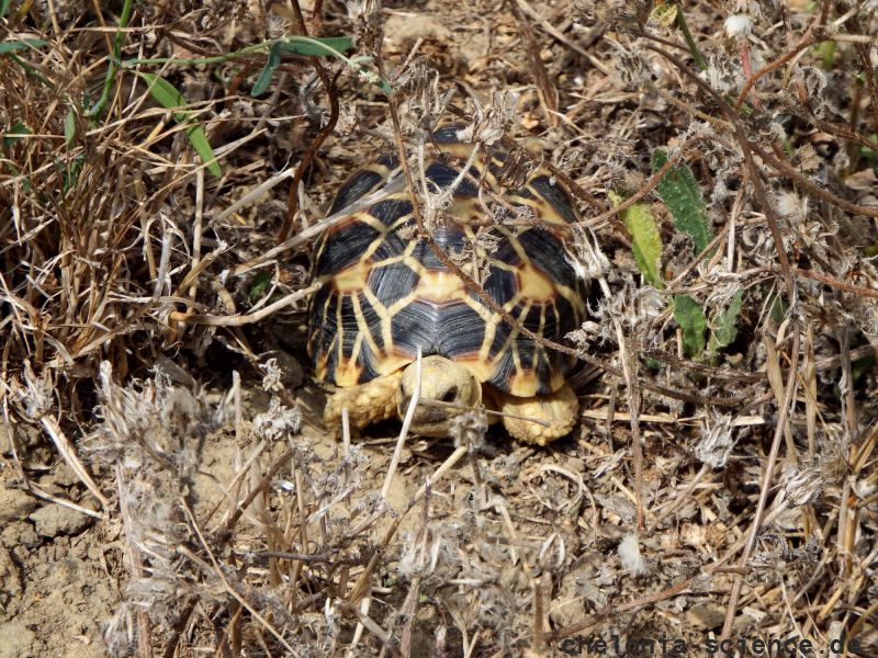 Burma-Sternschildkröte, Geochelone platynota, – © Ivo Ivanchev Burma-Sternschildkröte, Geochelone platynota, – © Ivo Ivanchev