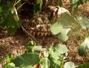 Burma-Sternschildkröte, Geochelone platynota, – © Ivo Ivanchev