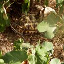 Burma-Sternschildkröte, Geochelone platynota, – © Ivo Ivanchev