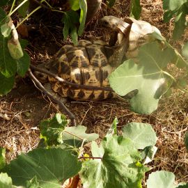 Burma-Sternschildkröte, Geochelone platynota, – © Ivo Ivanchev Burma-Sternschildkröte, Geochelone platynota, – © Ivo Ivanchev
