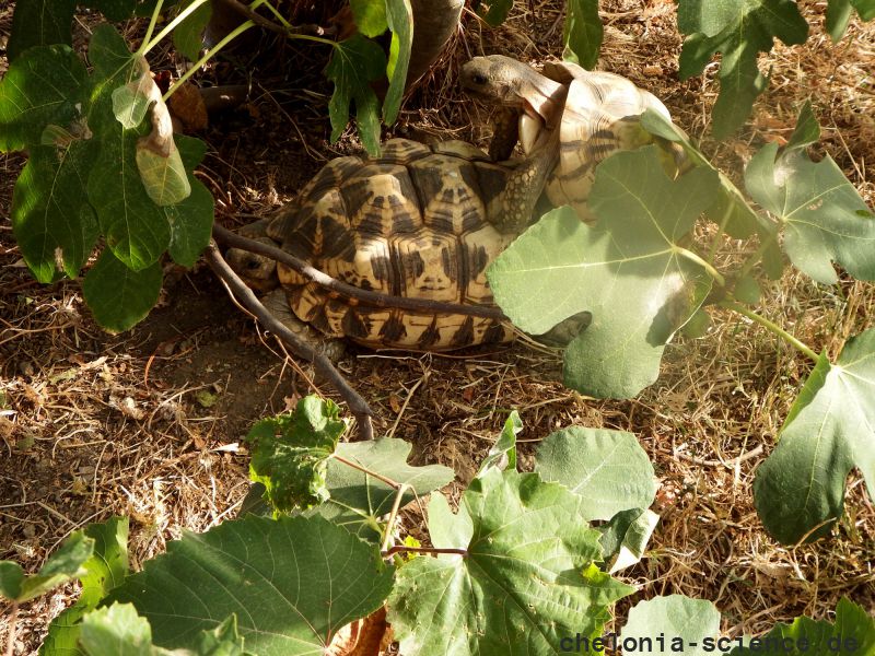 Burma-Sternschildkröte, Geochelone platynota, – © Ivo Ivanchev Burma-Sternschildkröte, Geochelone platynota, – © Ivo Ivanchev