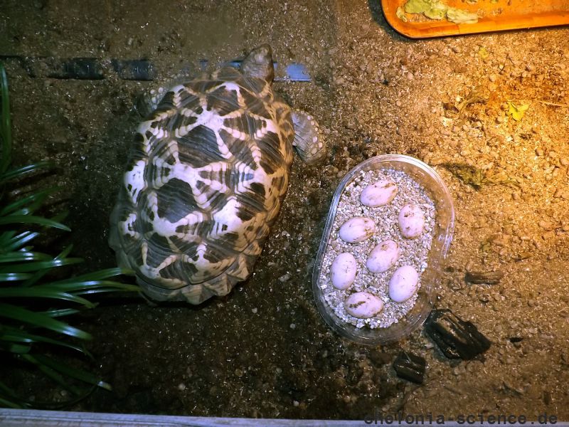 Burma-Sternschildkröte, Geochelone platynota, – © Ivo Ivanchev Burma-Sternschildkröte, Geochelone platynota, – © Ivo Ivanchev