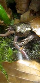 Chinesische Zacken-Erdschildkröte, Geoemyda spengleri, – © Hans-Jürgen Bidmon