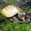 Chinesische Zacken-Erdschildkröte, Geoemyda spengleri, – © Hans-Jürgen Bidmon