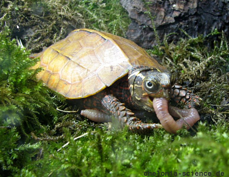 Chinesische Zacken-Erdschildkröte, Geoemyda spengleri, – © Hans-Jürgen Bidmon Chinesische Zacken-Erdschildkröte, Geoemyda spengleri, – © Hans-Jürgen Bidmon