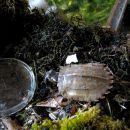 Chinesische Zacken-Erdschildkröte, Geoemyda spengleri, – © Hans-Jürgen Bidmon