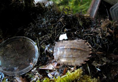 Geoemyda spengleri – Chinesische Zacken-Erdschildkröte