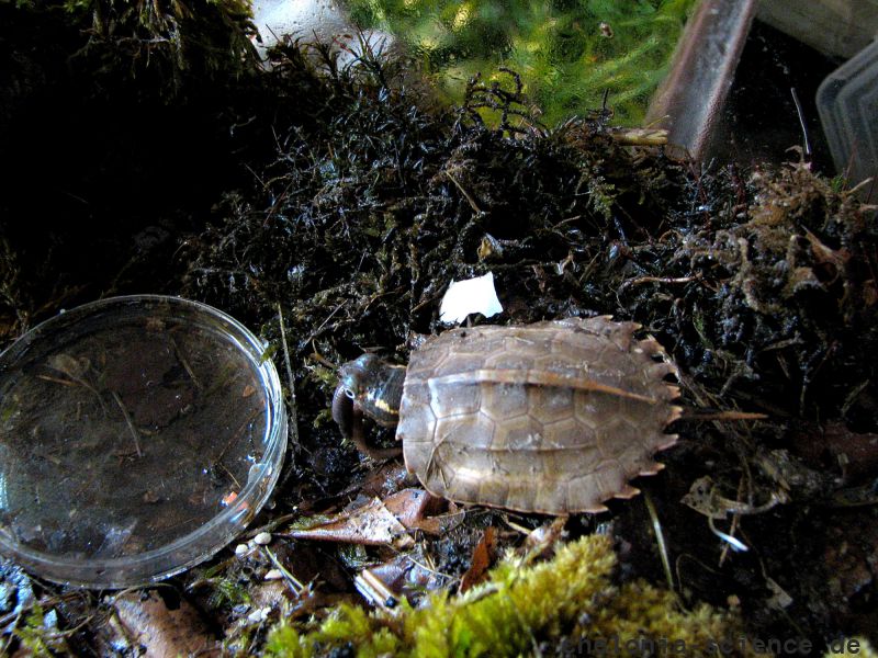 Chinesische Zacken-Erdschildkröte, Geoemyda spengleri, – © Hans-Jürgen Bidmon Chinesische Zacken-Erdschildkröte, Geoemyda spengleri, – © Hans-Jürgen Bidmon