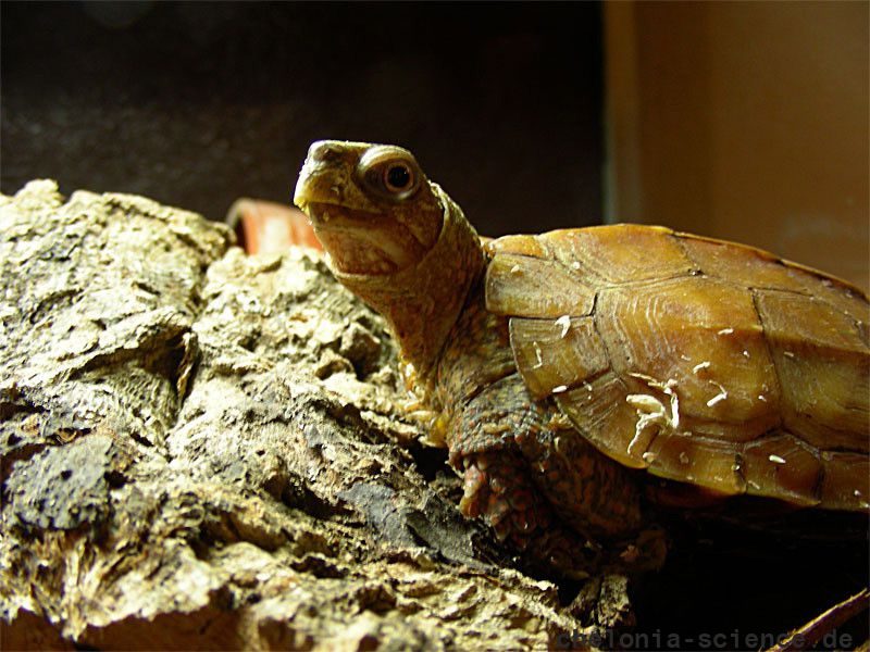 Chinesische Zacken-Erdschildkröte, Geoemyda spengleri, – © Michael Daubner Chinesische Zacken-Erdschildkröte, Geoemyda spengleri, – © Michael Daubner