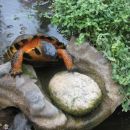 Waldbachschildkroete, Glyptemys insculpta, - © Hans-Jürgen Bidmon