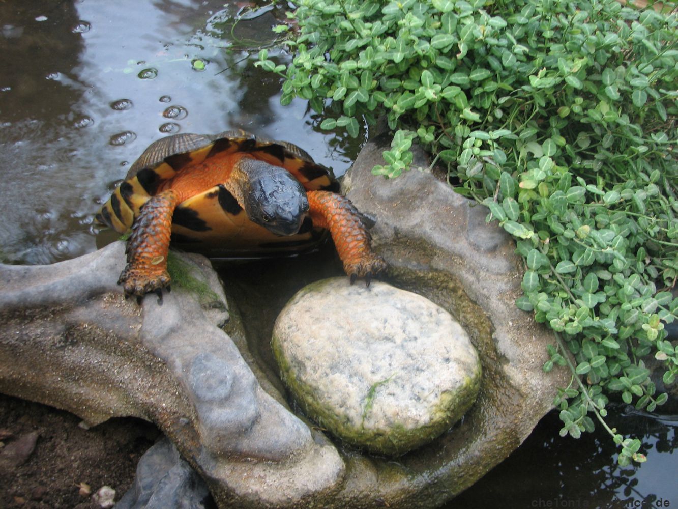 Waldbachschildkroete, Glyptemys insculpta, adultes Weibchen in Freilandanlage - © Hans-Jürgen Bidmon