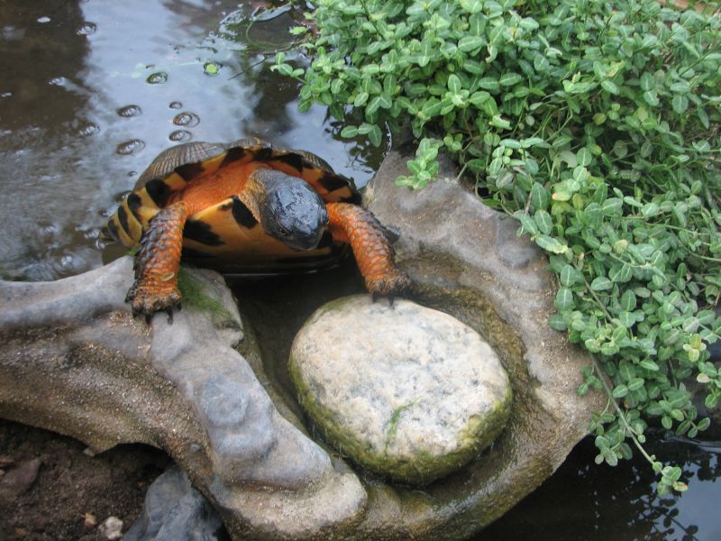 Waldbachschildkröte, Glyptemys insculpta, – © Hans-Jürgen Bidmon