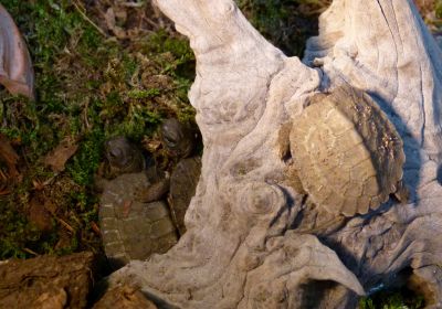 Glyptemys insculpta – Waldbachschildkröte