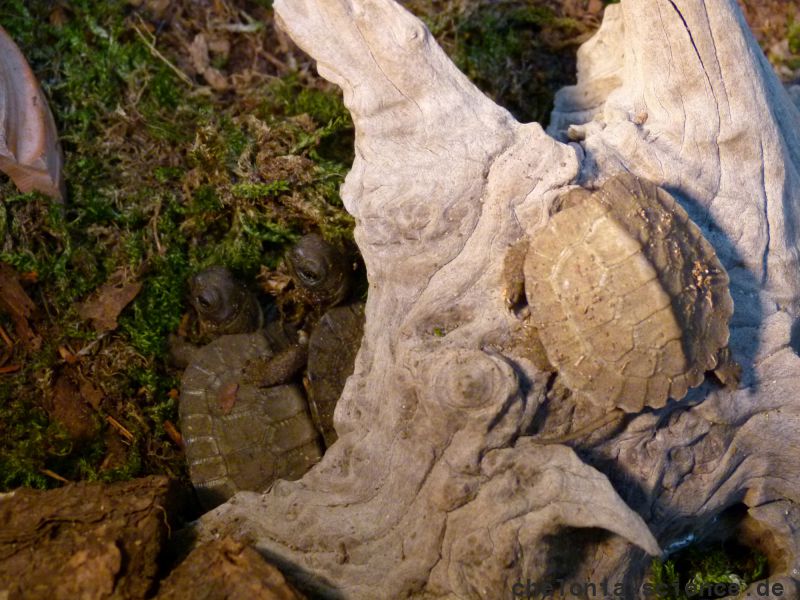 Waldbachschildkröte, Glyptemys insculpta, Jungtiere in Freilandanlage – © Hans-Jürgen Bidmon Waldbachschildkröte, Glyptemys insculpta, Jungtiere in Freilandanlage – © Hans-Jürgen Bidmon