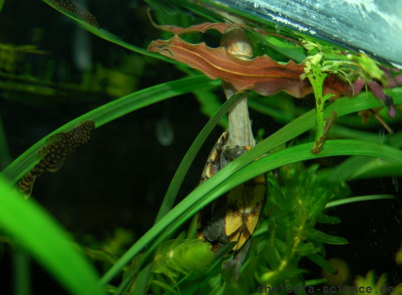 Rotwangen-Klappschildkröte, Kinosternon cruentatum, ein Schlüpfling, – © Michael Daubner Rotwangen-Klappschildkröte, Kinosternon cruentatum, ein Schlüpfling, – © Michael Daubner