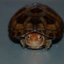 Rotwangen-Klappschildkröte, Kinosternon cruentatum, ein Schlüpfling, – © Michael Daubner