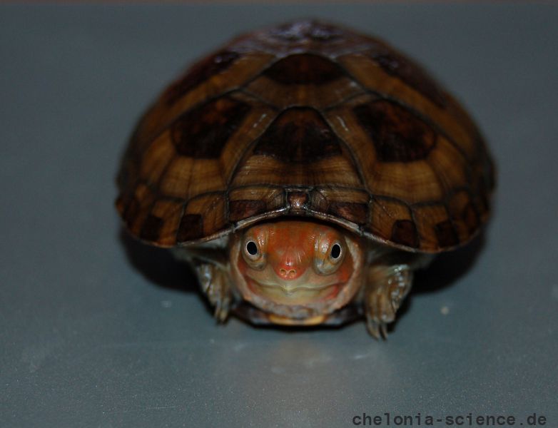 Rotwangen-Klappschildkröte, Kinosternon cruentatum, ein Schlüpfling, – © Michael Daubner Rotwangen-Klappschildkröte, Kinosternon cruentatum, ein Schlüpfling, – © Michael Daubner