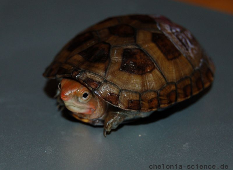 Rotwangen-Klappschildkröte, Kinosternon cruentatum, ein Schlüpfling, – © Michael Daubner Rotwangen-Klappschildkröte, Kinosternon cruentatum, ein Schlüpfling, – © Michael Daubner
