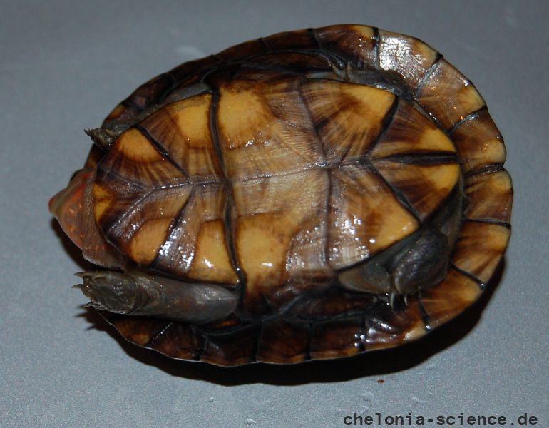 Rotwangen-Klappschildkröte, Kinosternon cruentatum, ein Schlüpfling, – © Michael Daubner Rotwangen-Klappschildkröte, Kinosternon cruentatum, ein Schlüpfling, – © Michael Daubner