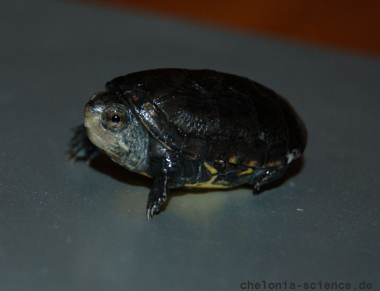 Rotwangen-Klappschildkröte, Kinosternon cruentatum, ein Schlüpfling, – © Michael Daubner Rotwangen-Klappschildkröte, Kinosternon cruentatum, ein Schlüpfling, – © Michael Daubner