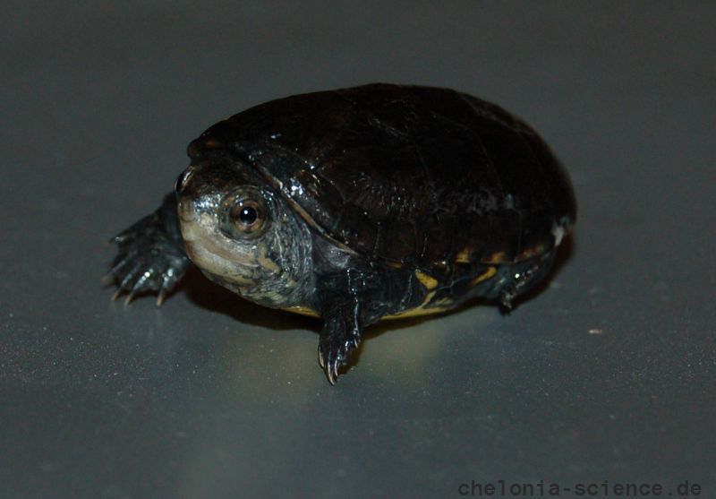 Rotwangen-Klappschildkröte, Kinosternon cruentatum, ein Schlüpfling, – © Michael Daubner Rotwangen-Klappschildkröte, Kinosternon cruentatum, ein Schlüpfling, – © Michael Daubner