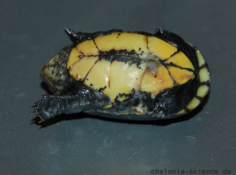 Rotwangen-Klappschildkröte, Kinosternon cruentatum, ein Schlüpfling, – © Michael Daubner Rotwangen-Klappschildkröte, Kinosternon cruentatum, ein Schlüpfling, – © Michael Daubner