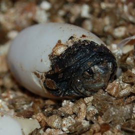Rotwangen-Klappschildkröte, Kinosternon cruentatum, ein Schlüpfling, – © Michael Daubner