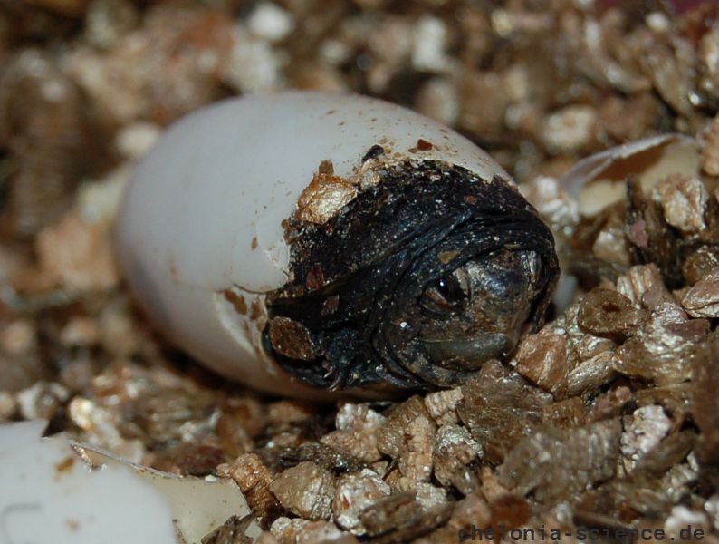 Rotwangen-Klappschildkröte, Kinosternon cruentatum, ein Schlüpfling, – © Michael Daubner Rotwangen-Klappschildkröte, Kinosternon cruentatum, ein Schlüpfling, – © Michael Daubner