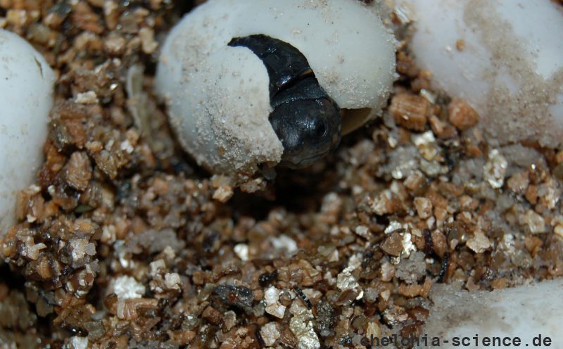 Rotwangen-Klappschildkröte, Kinosternon cruentatum, ein Schlüpfling, – © Michael Daubner Rotwangen-Klappschildkröte, Kinosternon cruentatum, ein Schlüpfling, – © Michael Daubner