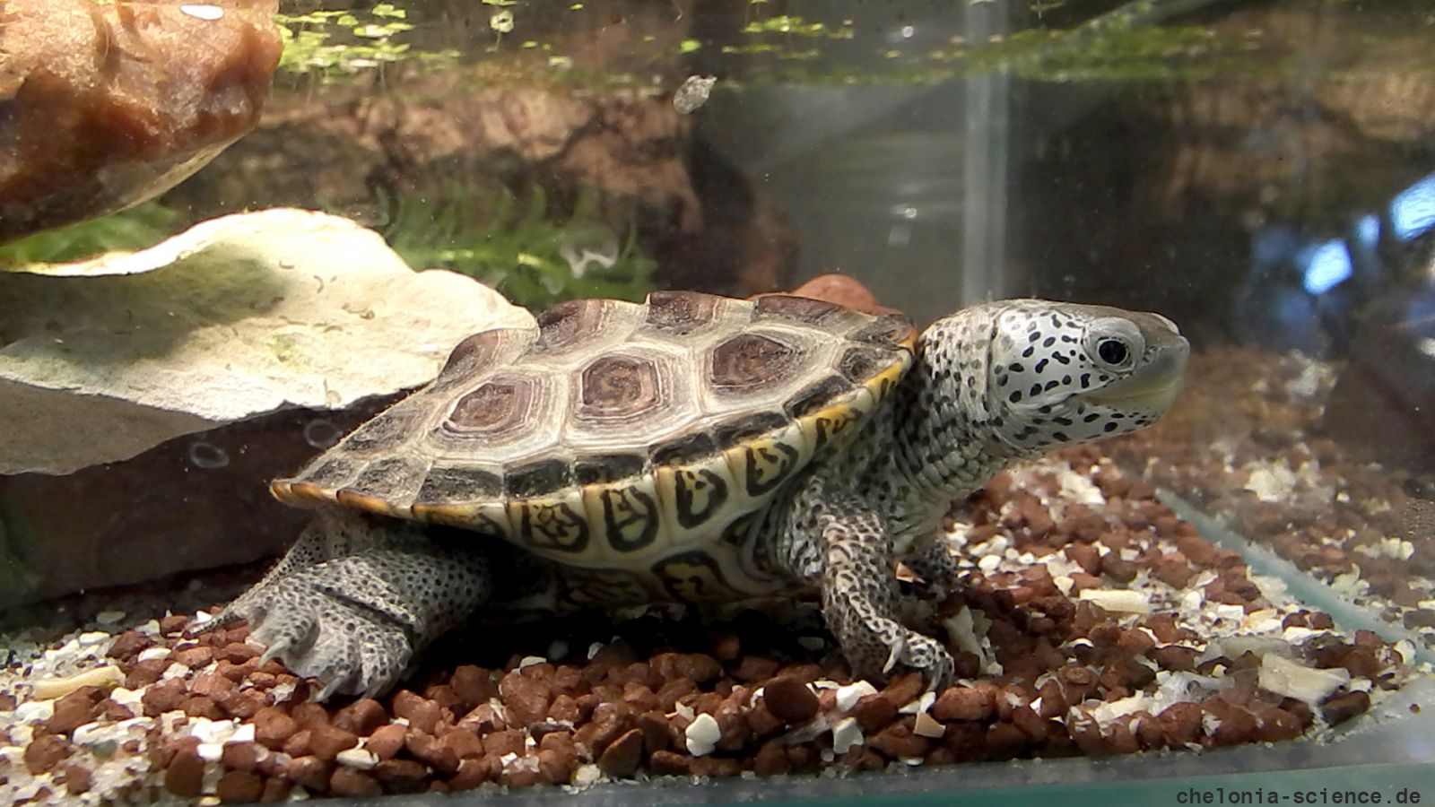 Diamantschildkröte, Malaclemys terrapin, im Aquaterrarium mit Entengrütze – © Hans-Jürgen Bidmon