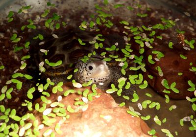 Malaclemys terrapin – Diamantschildkröte