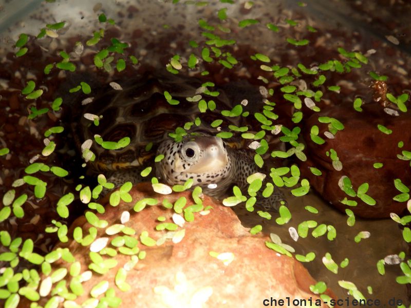 Diamantschildkröte, Malaclemys terrapin, – © Hans-Jürgen Bidmon Diamantschildkröte, Malaclemys terrapin, – © Hans-Jürgen Bidmon