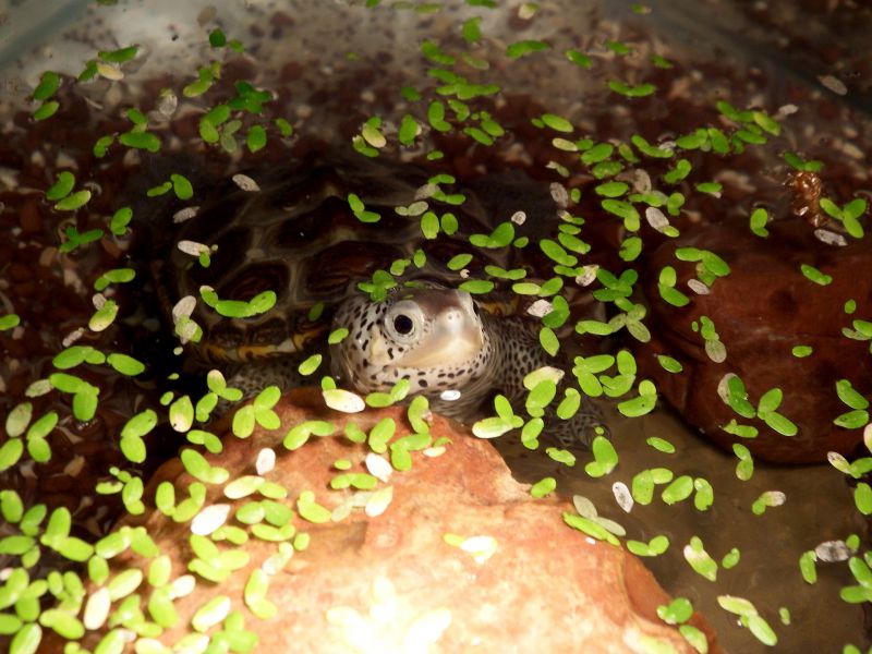 Diamantschildkröte, Malaclemys terrapin – © Hans-Jürgen Bidmon