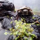 Chinesische Dreikielschildkröte, Mauremys reevesii, – © Hans-Jürgen Bidmon