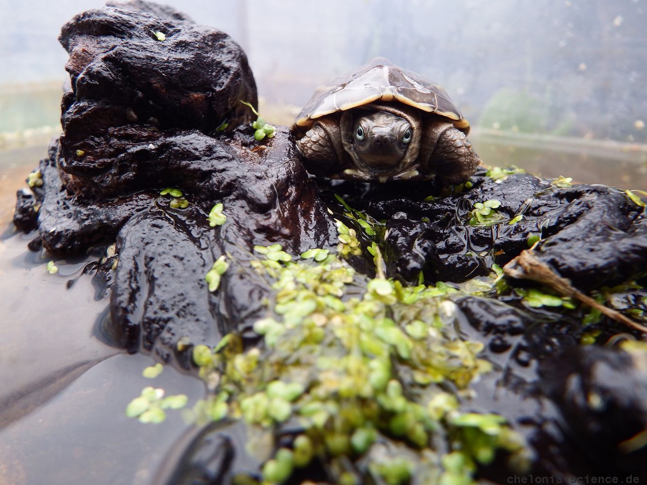 Chinesische Dreikielschildkröte, Mauremys reevesii, Einjähriges Jungtier im Aquaterrarium – © Hans-Jürgen Bidmon