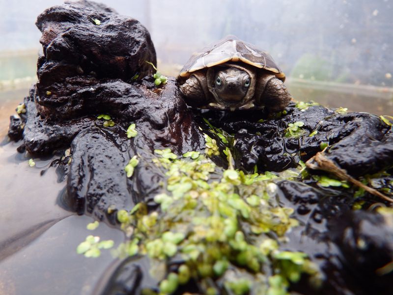 Chinesische Dreikielschildkröte, Mauremys reevesii, – © Hans-Jürgen Bidmon