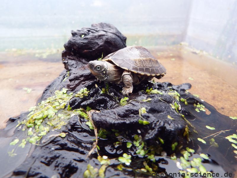 Chinesische Dreikielschildkröte, Mauremys reevesii, – © Hans-Jürgen Bidmon Chinesische Dreikielschildkröte, Mauremys reevesii, – © Hans-Jürgen Bidmon