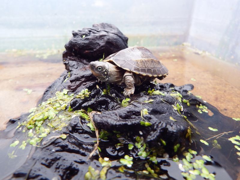 Chinesische Dreikielschildkröte, Mauremys reevesii, – © Hans-Jürgen Bidmon