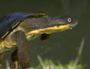 Bellinger-Schnappschildkröte, Myuchelys georgesi, – © Shane Ruming