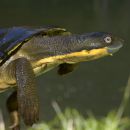 Bellinger-Schnappschildkröte, Myuchelys georgesi, – © Shane Ruming