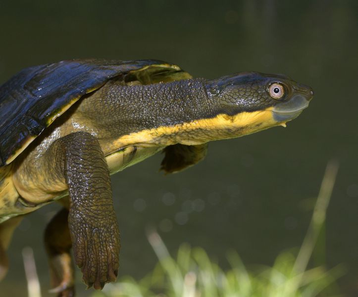 Bellinger-Schnappschildkröte, Myuchelys georgesi, – © Shane Ruming