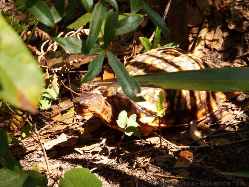 Carolina-Dosenschildkröte, Terrapene carolina, – © Hans-Jürgen Bidmon